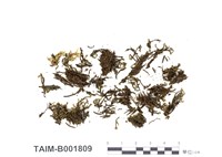 藏品(虎尾苔)的圖片